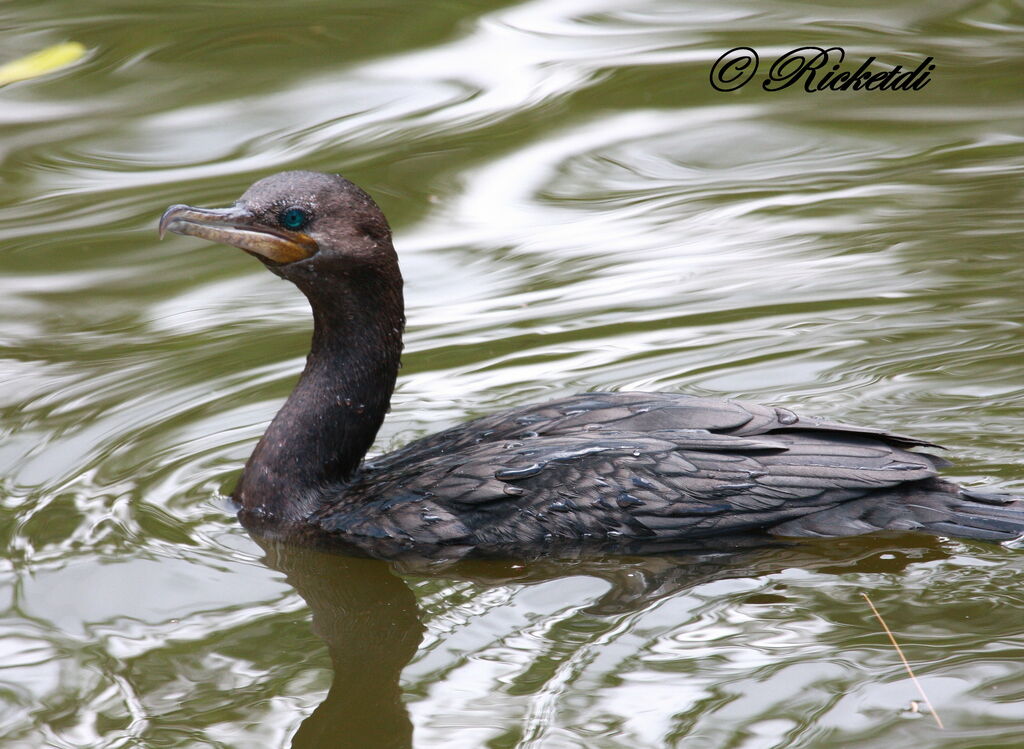 Cormoran vigua