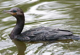 Neotropic Cormorant