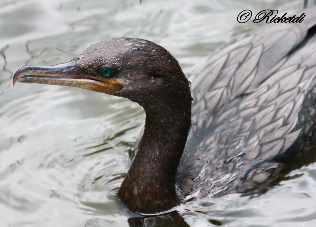 Neotropic Cormorant