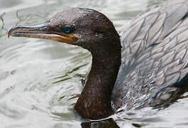 Neotropic Cormorant