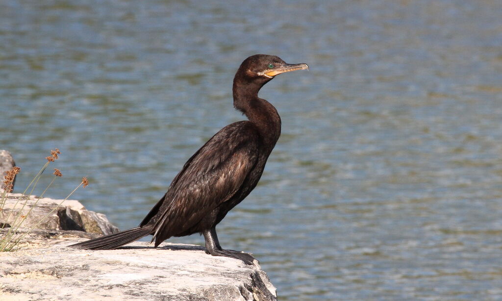 Neotropic Cormorant