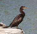 Cormoran vigua