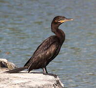 Neotropic Cormorant