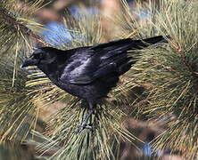 American Crow