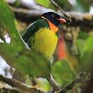 Cotinga jucunda