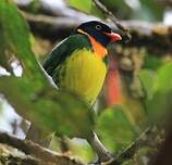 Cotinga jucunda