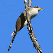 Yellow-billed Cuckoo