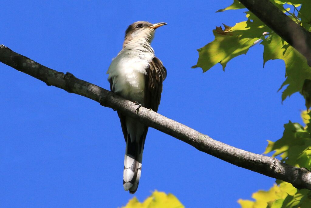 Yellow-billed Cuckoo