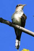 Yellow-billed Cuckoo