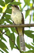 Black-billed Cuckoo