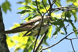 Black-billed Cuckoo