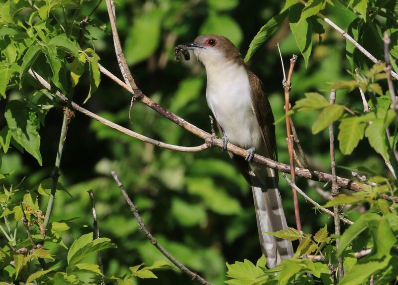 Black-billed Cuckoo, Reproduction-nesting