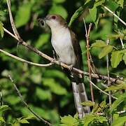 Black-billed Cuckoo