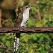 Black-billed Cuckoo