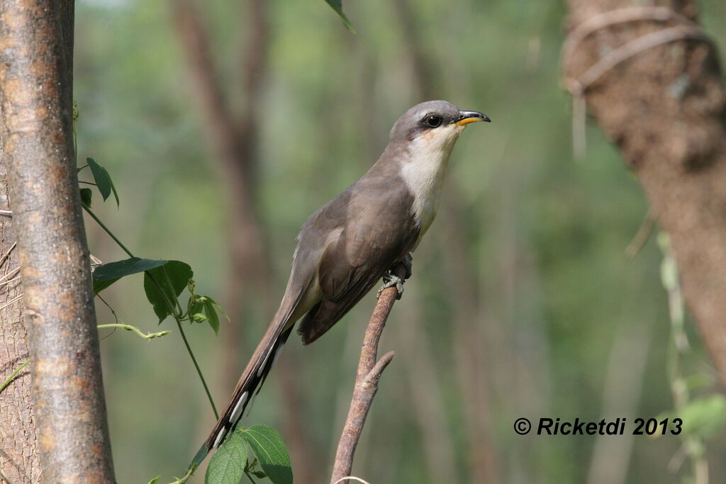 Mangrove Cuckoo