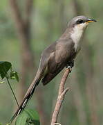 Mangrove Cuckoo