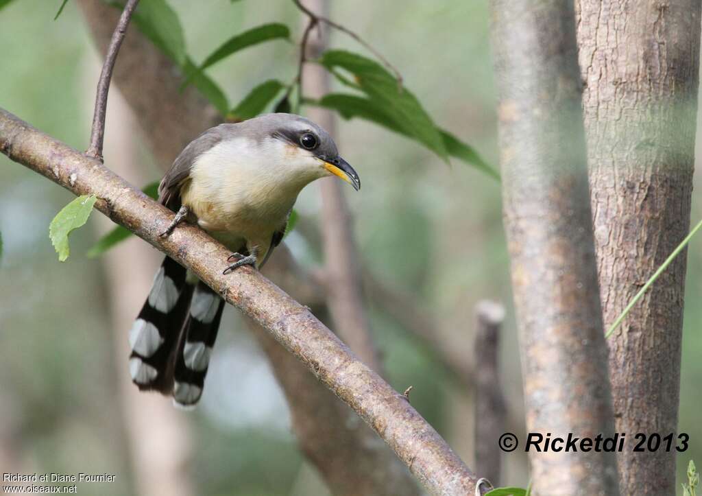 Mangrove Cuckooadult, Behaviour