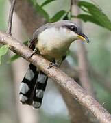 Mangrove Cuckoo