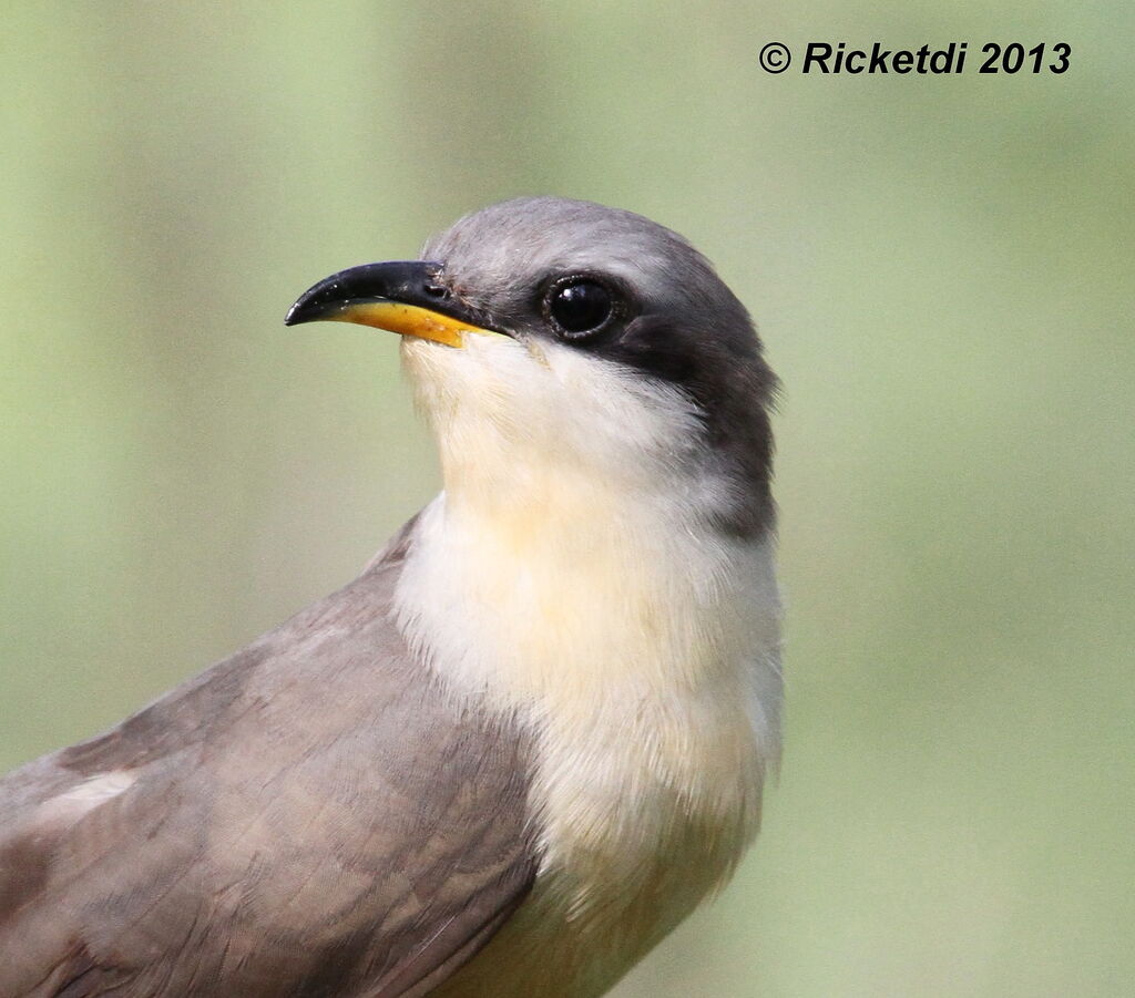 Mangrove Cuckoo