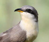 Mangrove Cuckoo