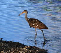 Limpkin