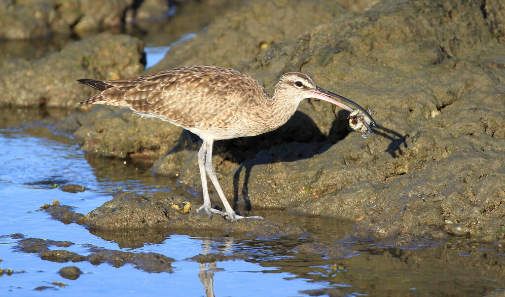 Hudsonian Whimbrel