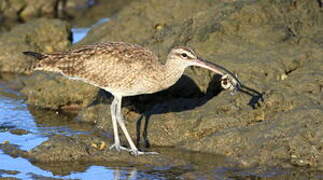 Hudsonian Whimbrel