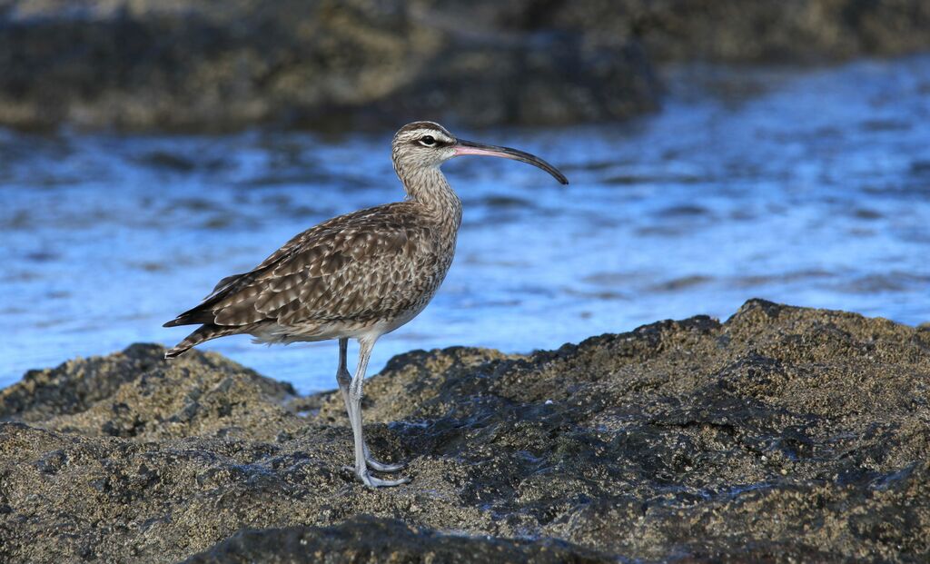 Hudsonian Whimbrel