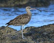 Hudsonian Whimbrel