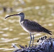 Hudsonian Whimbrel