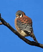 American Kestrel