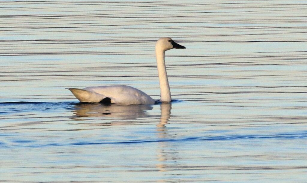 Cygne de Bewick