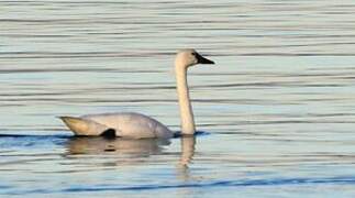 Tundra Swan