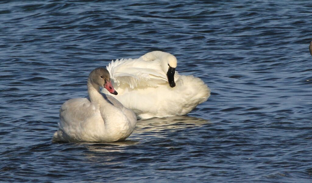 Tundra Swan