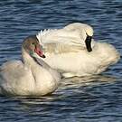 Cygne de Bewick