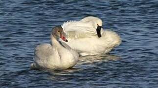 Tundra Swan