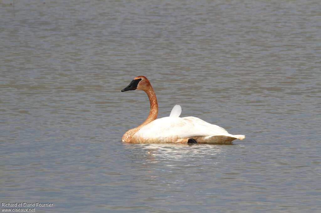 Cygne trompetteadulte, pigmentation