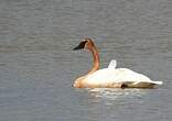 Cygne trompette