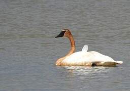 Cygne trompette