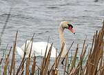 Cygne tuberculé