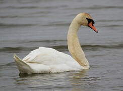 Cygne tuberculé