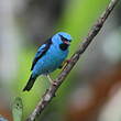 Dacnis bleu