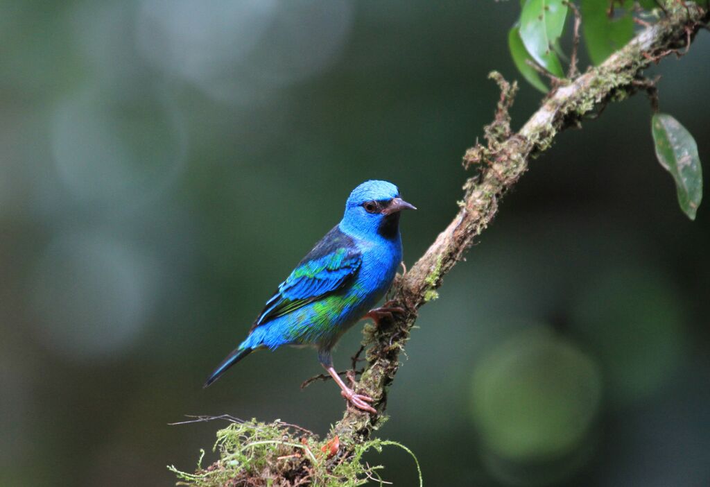 Dacnis bleu