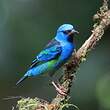 Dacnis bleu