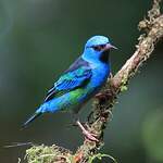 Dacnis bleu