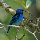 Dacnis bleu