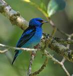 Dacnis bleu