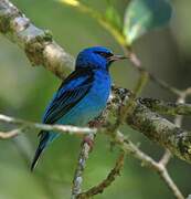 Blue Dacnis