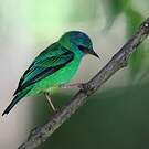 Dacnis bleu