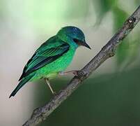 Dacnis bleu